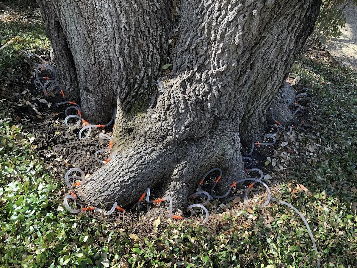 Detailed Tree Cabling and Bracing job site in Finley